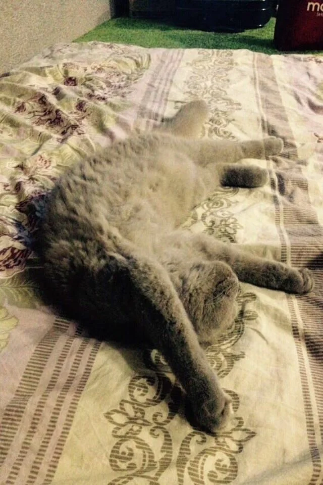 Кото-няня - миниатюра 2