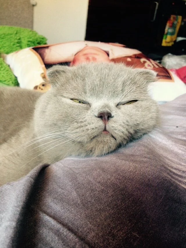 Кото-няня - миниатюра 4