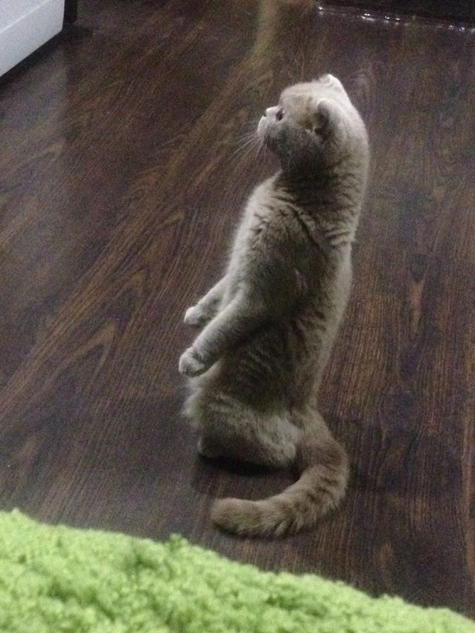 Кото-няня - миниатюра 5