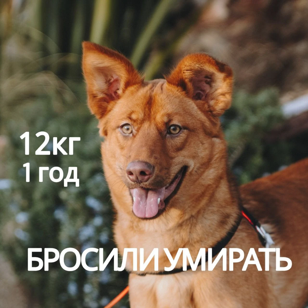 Собака в дар в добрые руки ищет дом - изображение 1