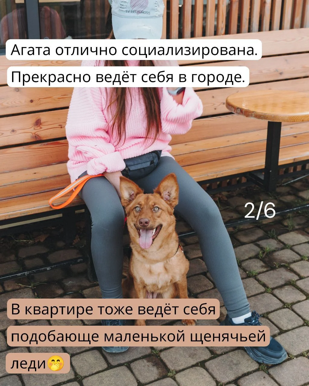 Собака в дар в добрые руки ищет дом - миниатюра 2
