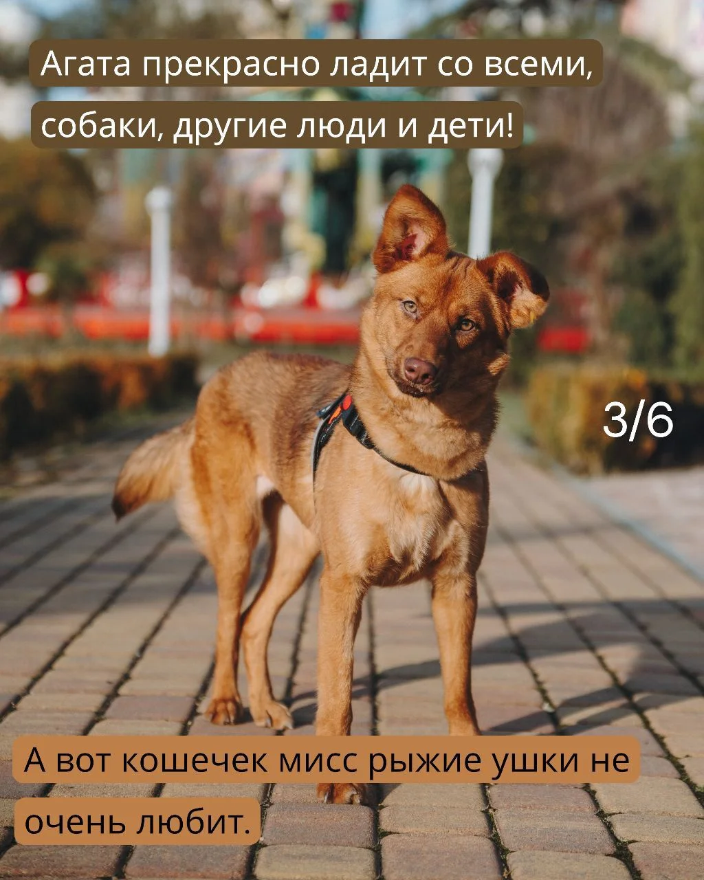 Собака в дар в добрые руки ищет дом - миниатюра 3