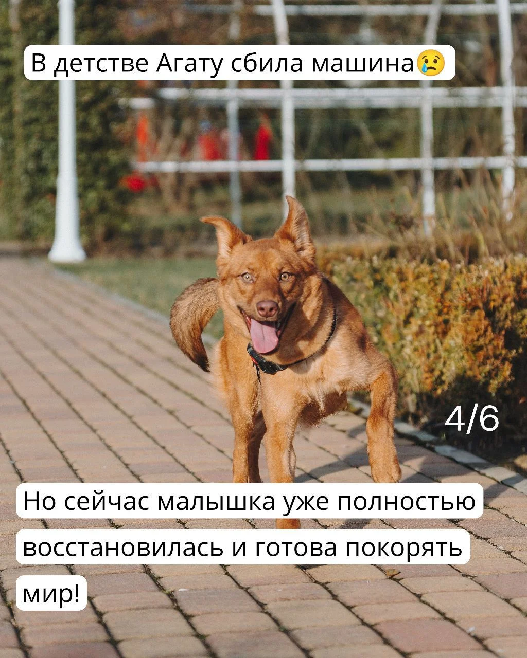 Собака в дар в добрые руки ищет дом - миниатюра 4