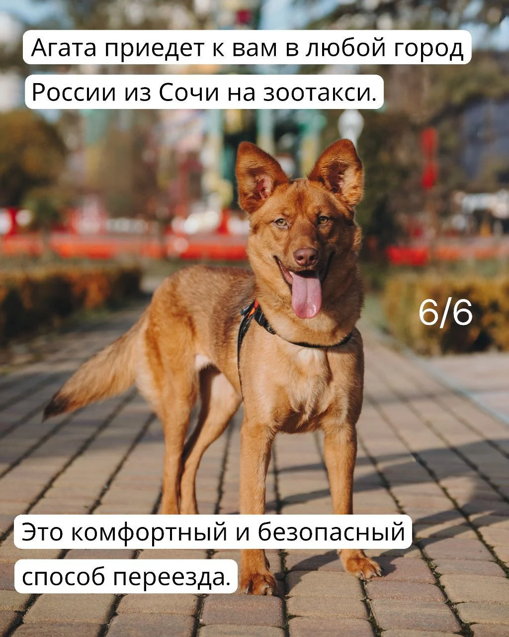 Собака в дар в добрые руки ищет дом - миниатюра 5