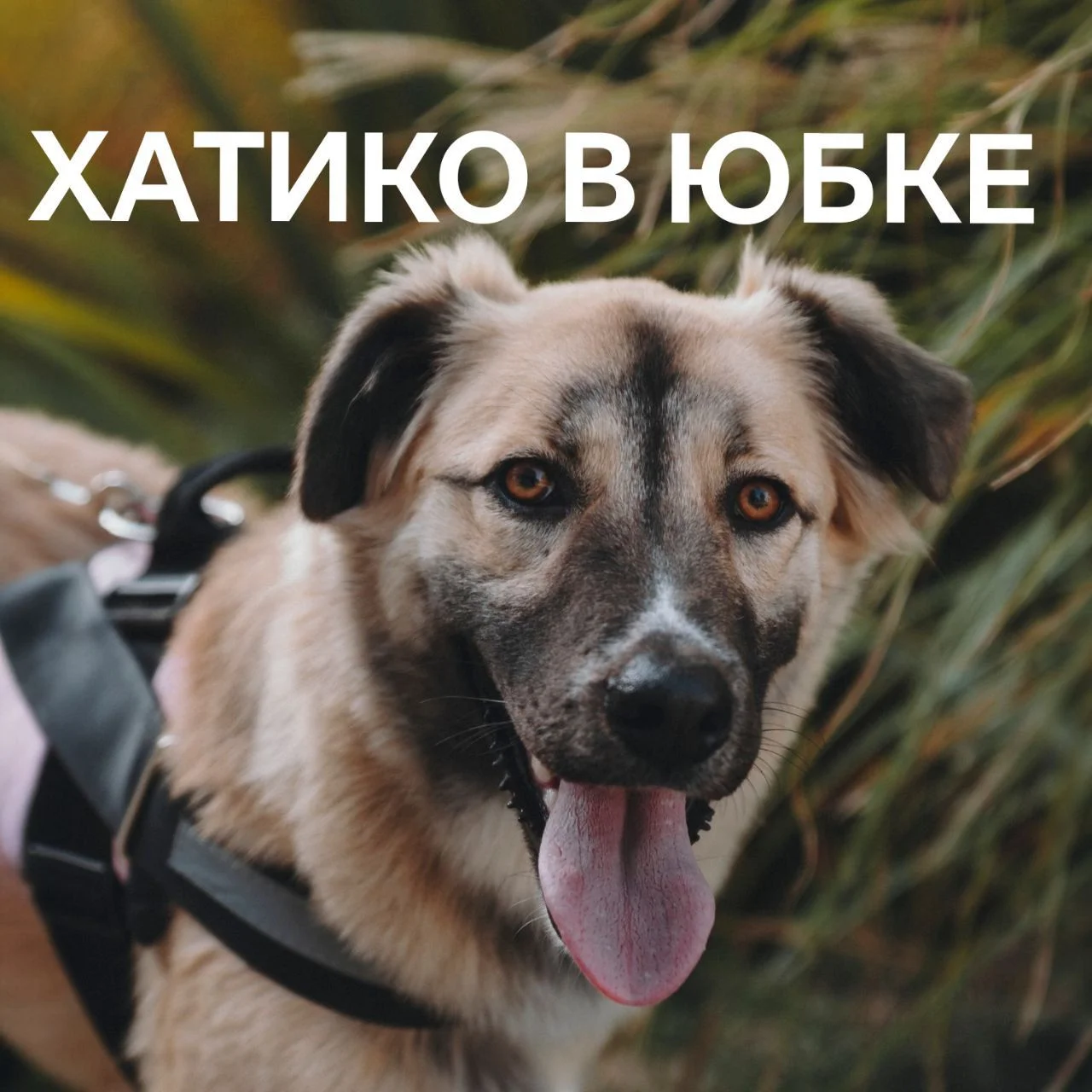 Собака в дар в добрые руки ищет дом