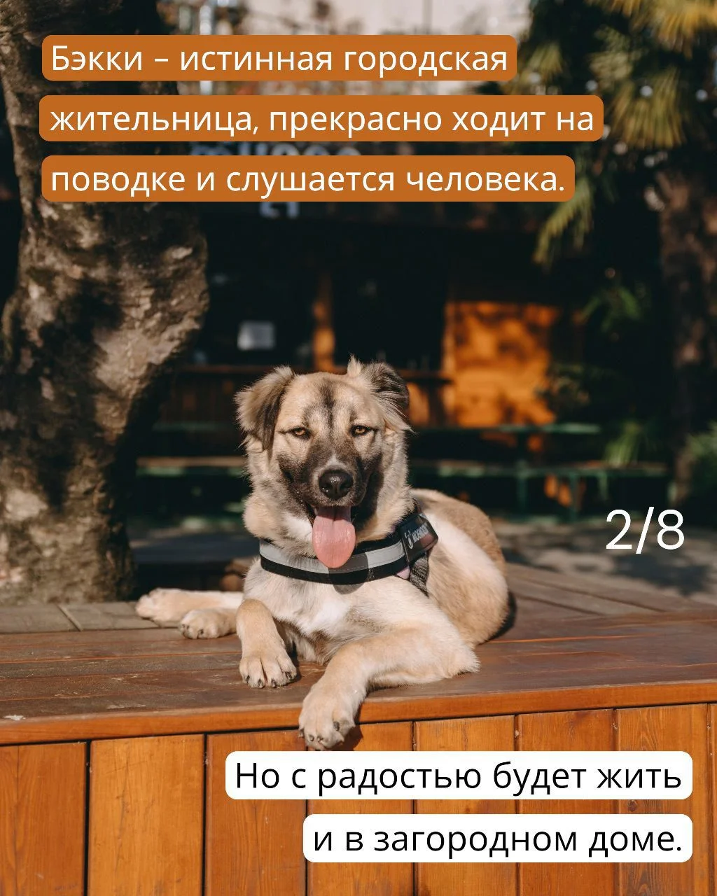 Собака в дар в добрые руки ищет дом - миниатюра 2