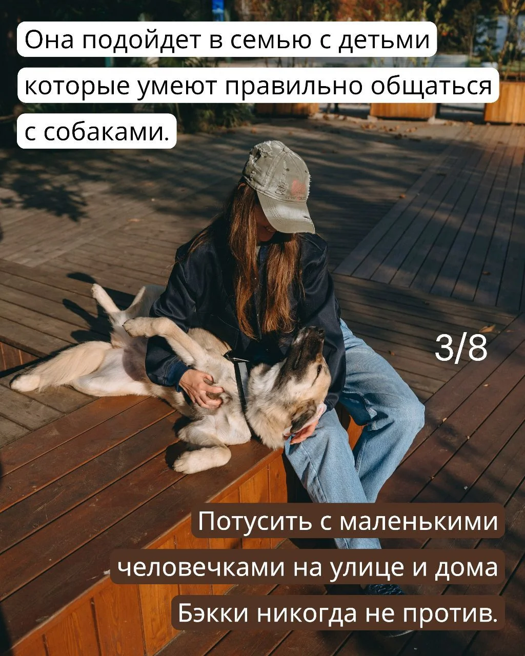 Собака в дар в добрые руки ищет дом - миниатюра 3