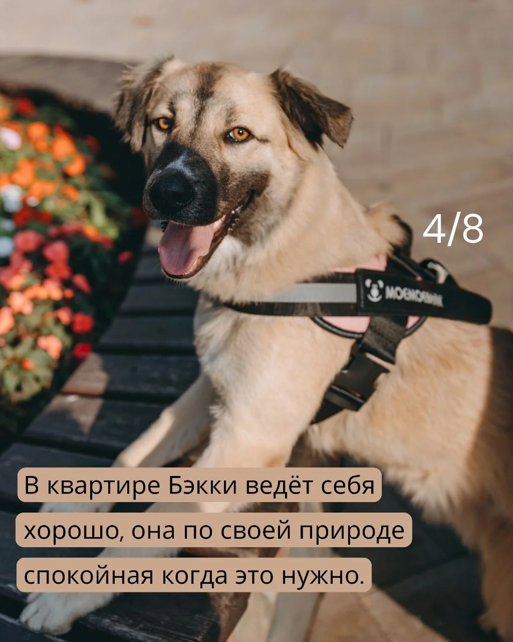 Собака в дар в добрые руки ищет дом - миниатюра 4