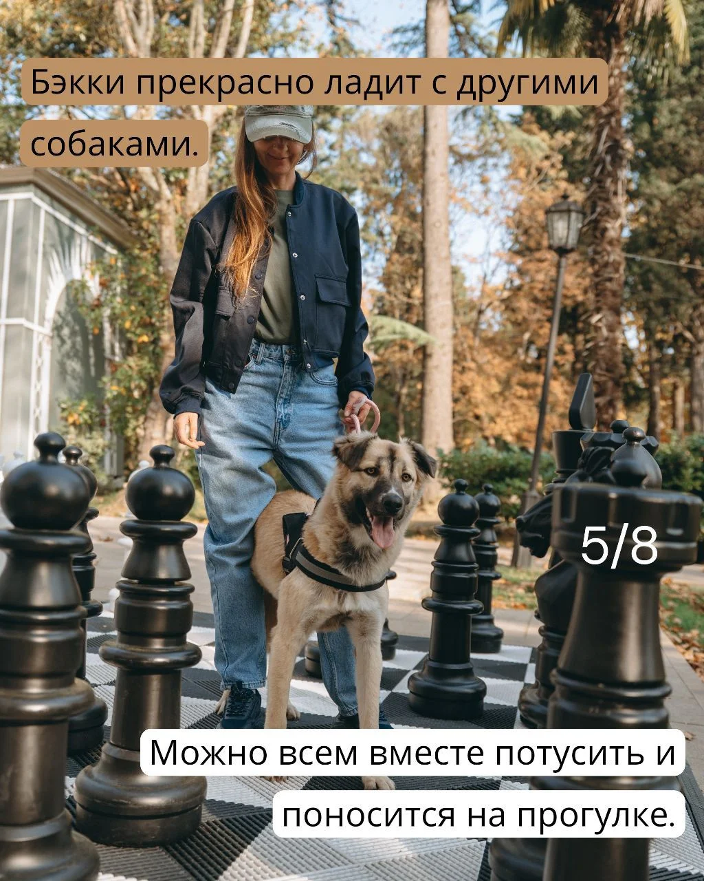 Собака в дар в добрые руки ищет дом - миниатюра 5