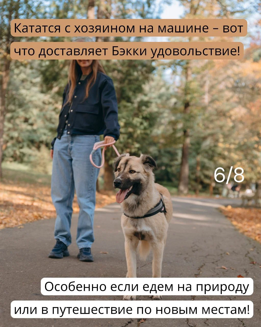 Собака в дар в добрые руки ищет дом - миниатюра 6