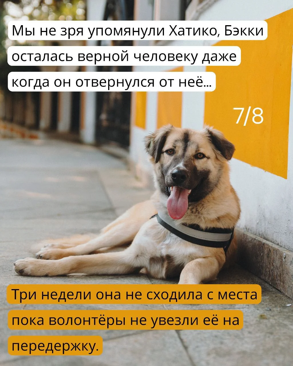 Собака в дар в добрые руки ищет дом - миниатюра 7