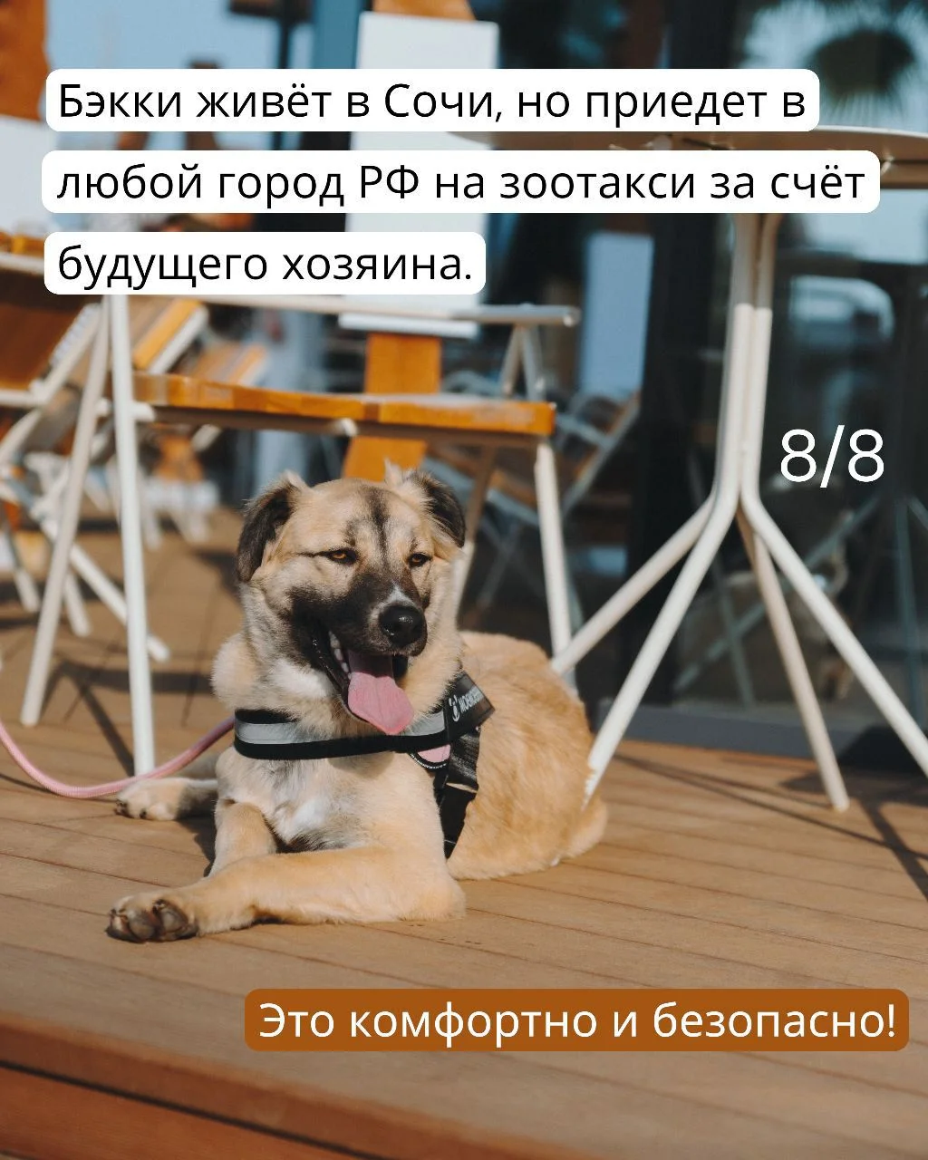 Собака в дар в добрые руки ищет дом - миниатюра 8