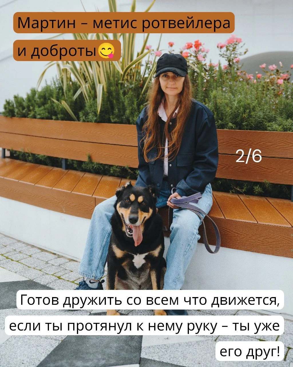 Метис ротвейлера в дар в добрые руки ищет дом. - миниатюра 2