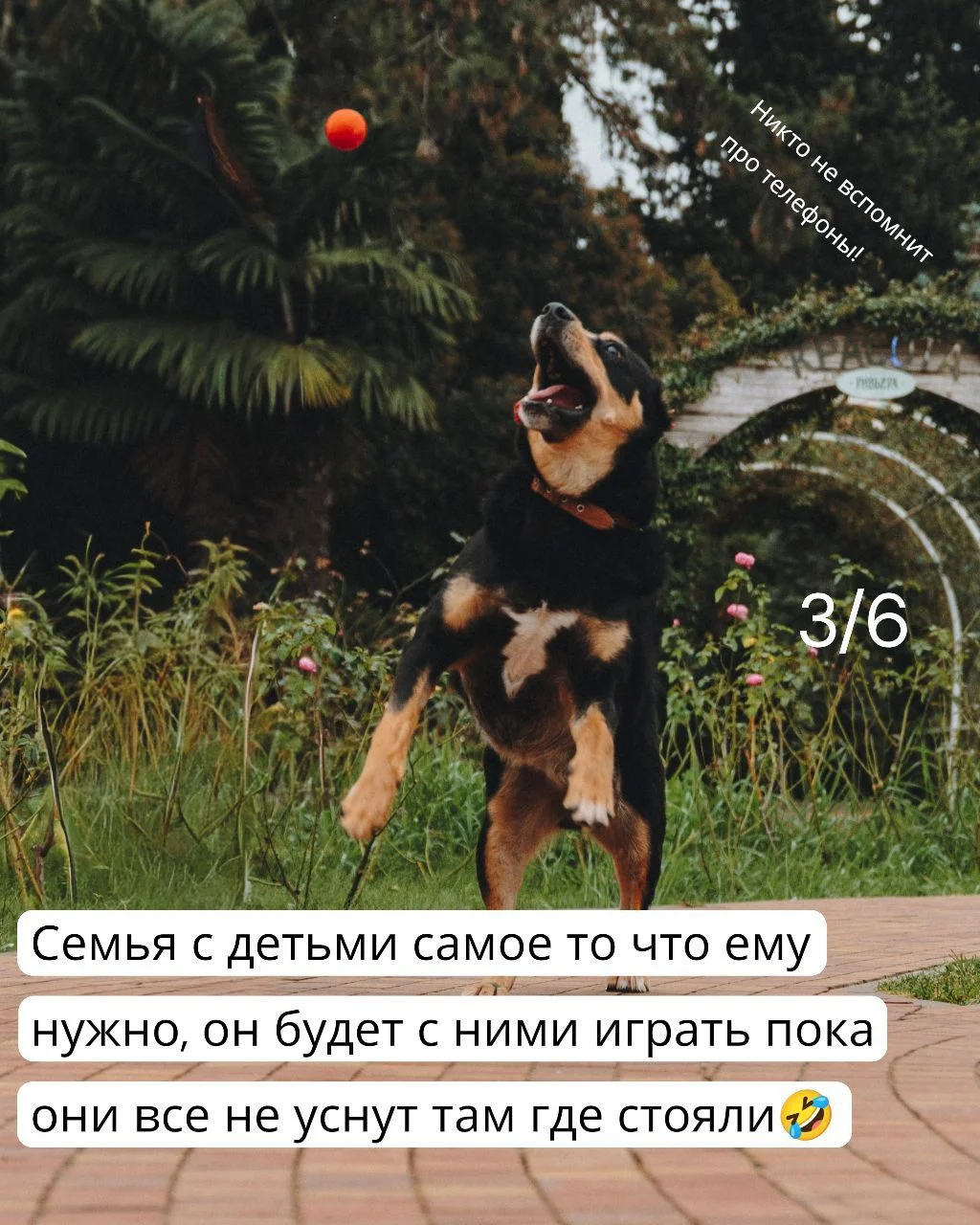 Метис ротвейлера в дар в добрые руки ищет дом. - миниатюра 3