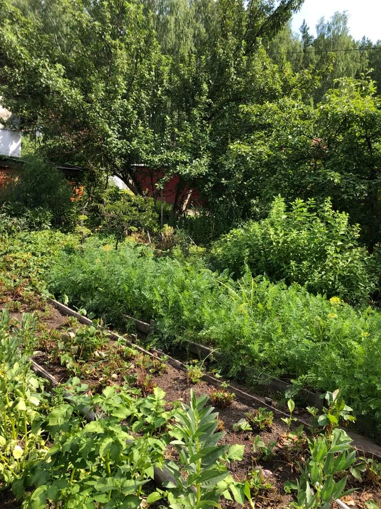 Продам участок, сад - миниатюра 12