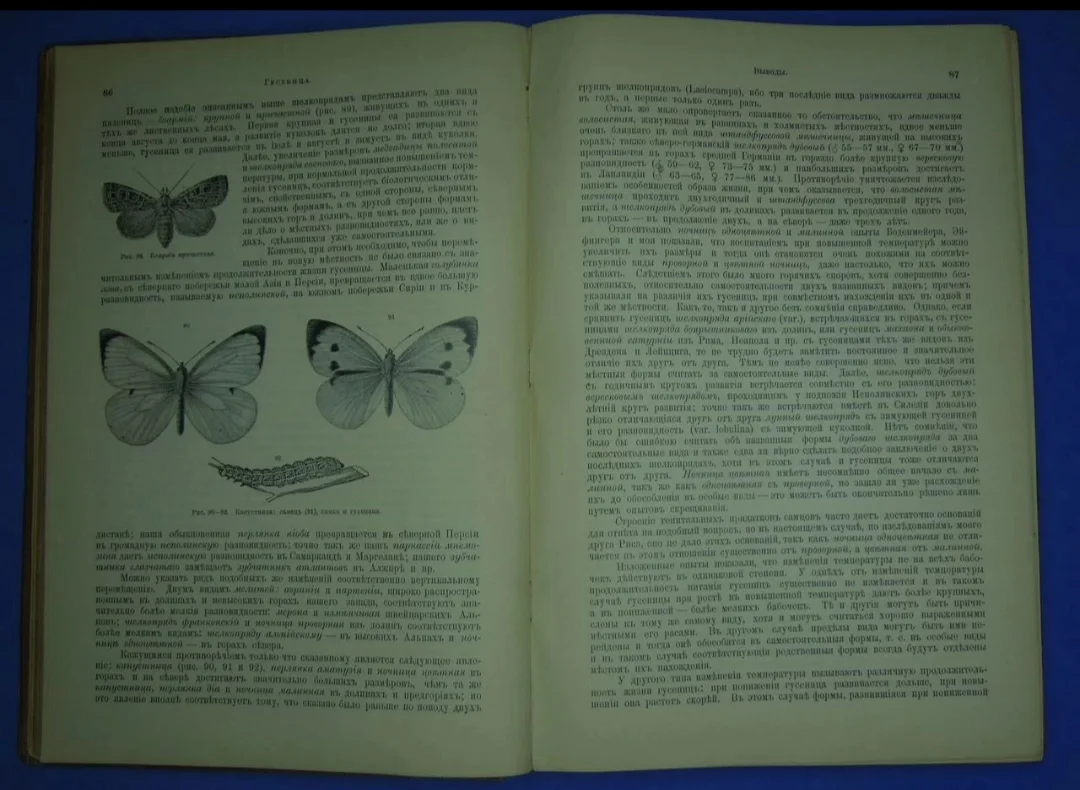 Антикварная книга 1901 Жизнь бабочек, их ловля - миниатюра 5