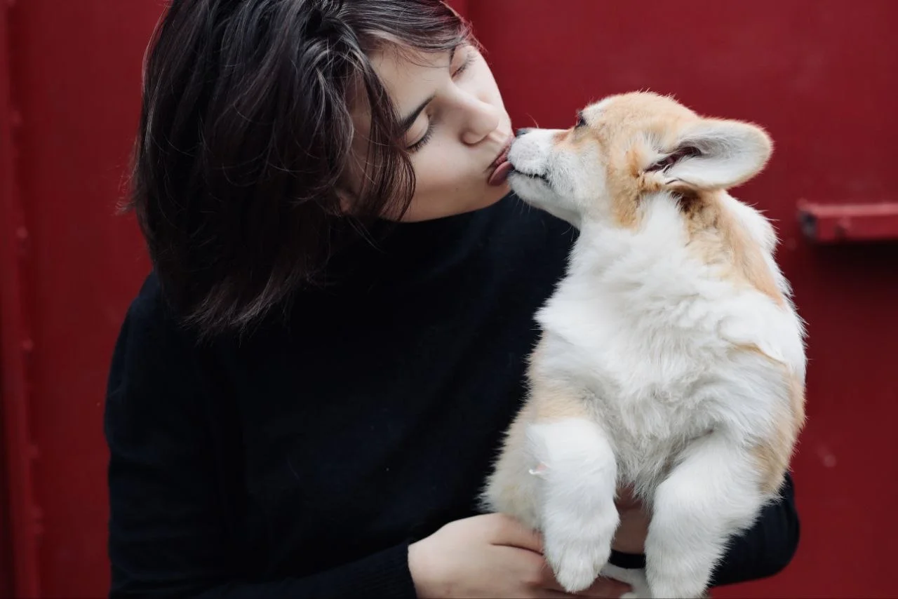 🐾 Щенки вельш-корги пемброк шоу-класса - миниатюра 3