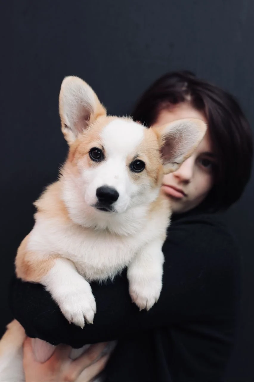 🐾 Щенки вельш-корги пемброк шоу-класса - миниатюра 5