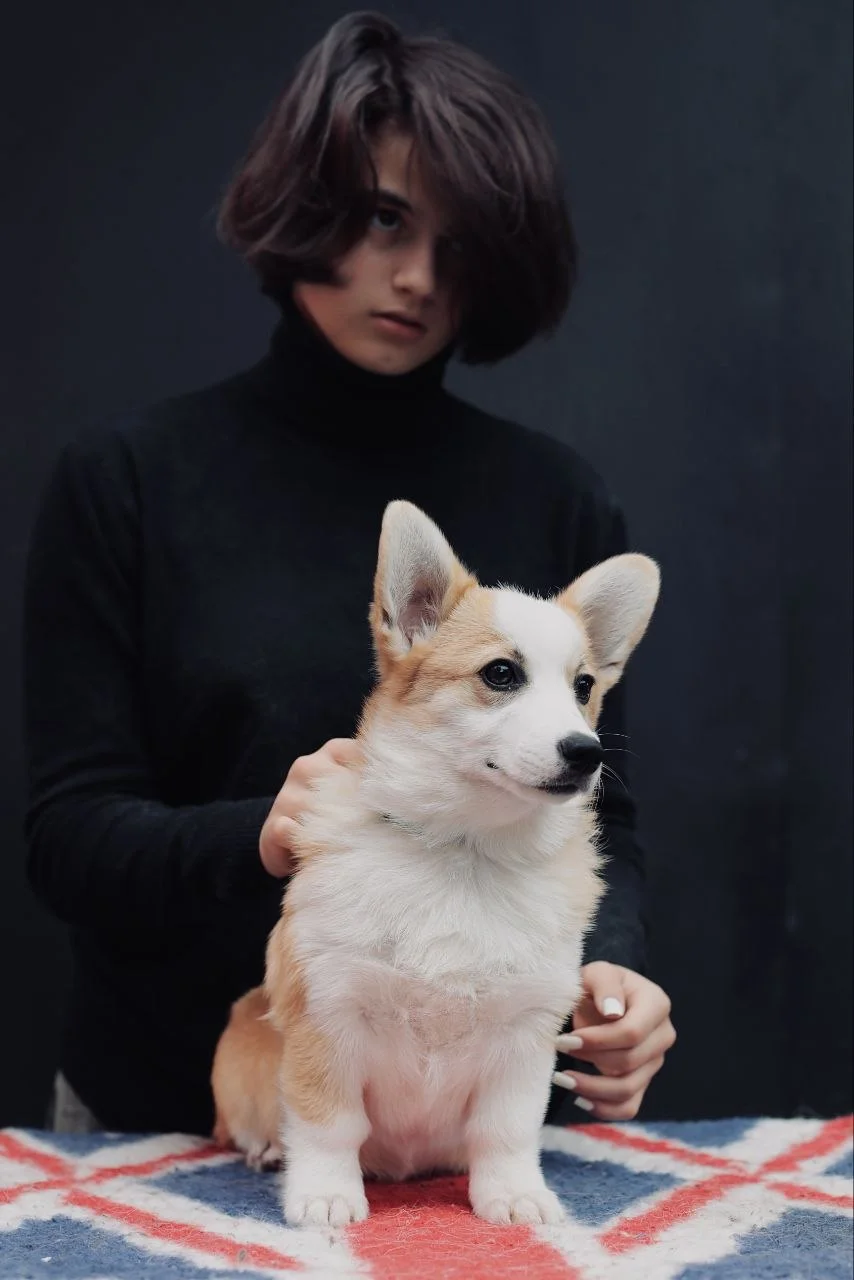 🐾 Щенки вельш-корги пемброк шоу-класса - миниатюра 7