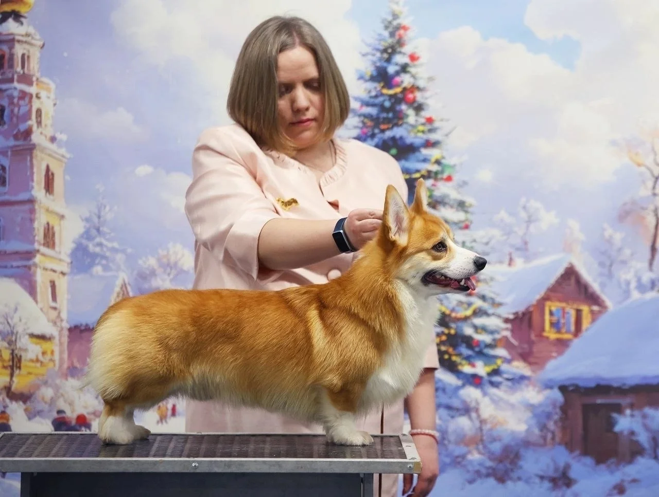 🐾 Щенки вельш-корги пемброк шоу-класса - миниатюра 9