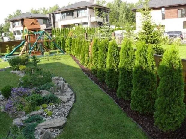 Туя Смарагд - миниатюра 3