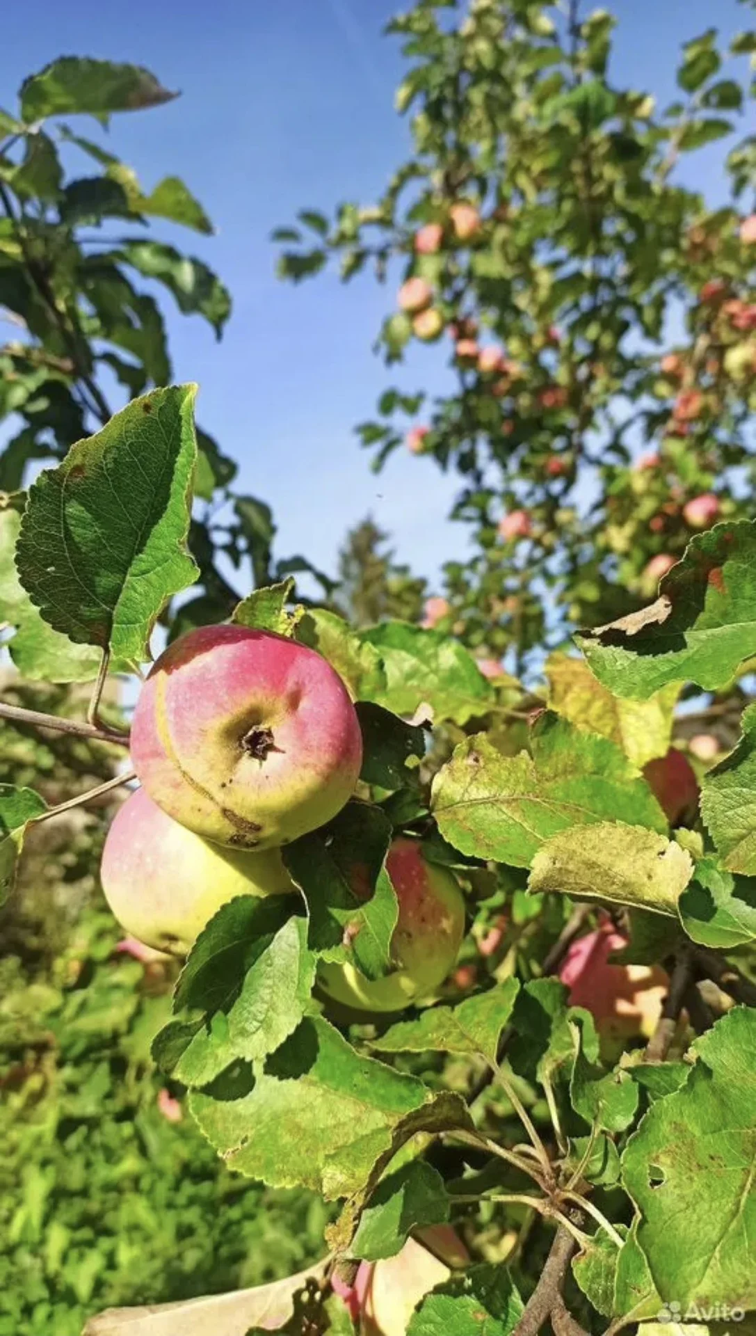 Продам участок ИЖС - миниатюра 2