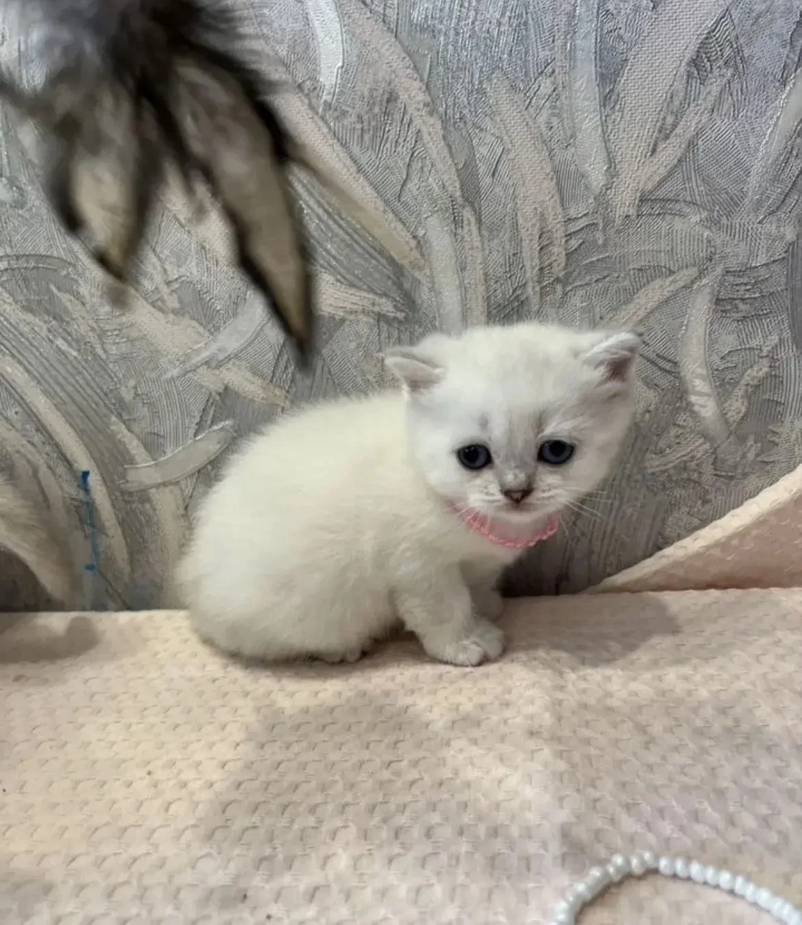 шотландские котята - изображение 1