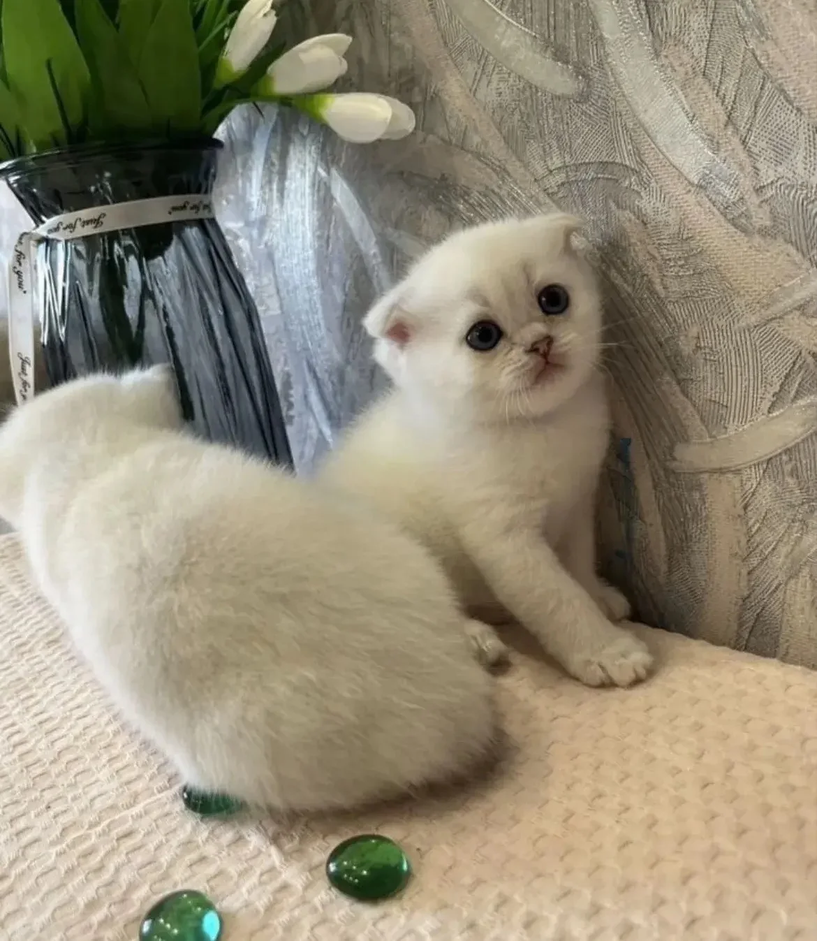 шотландские котята - миниатюра 2