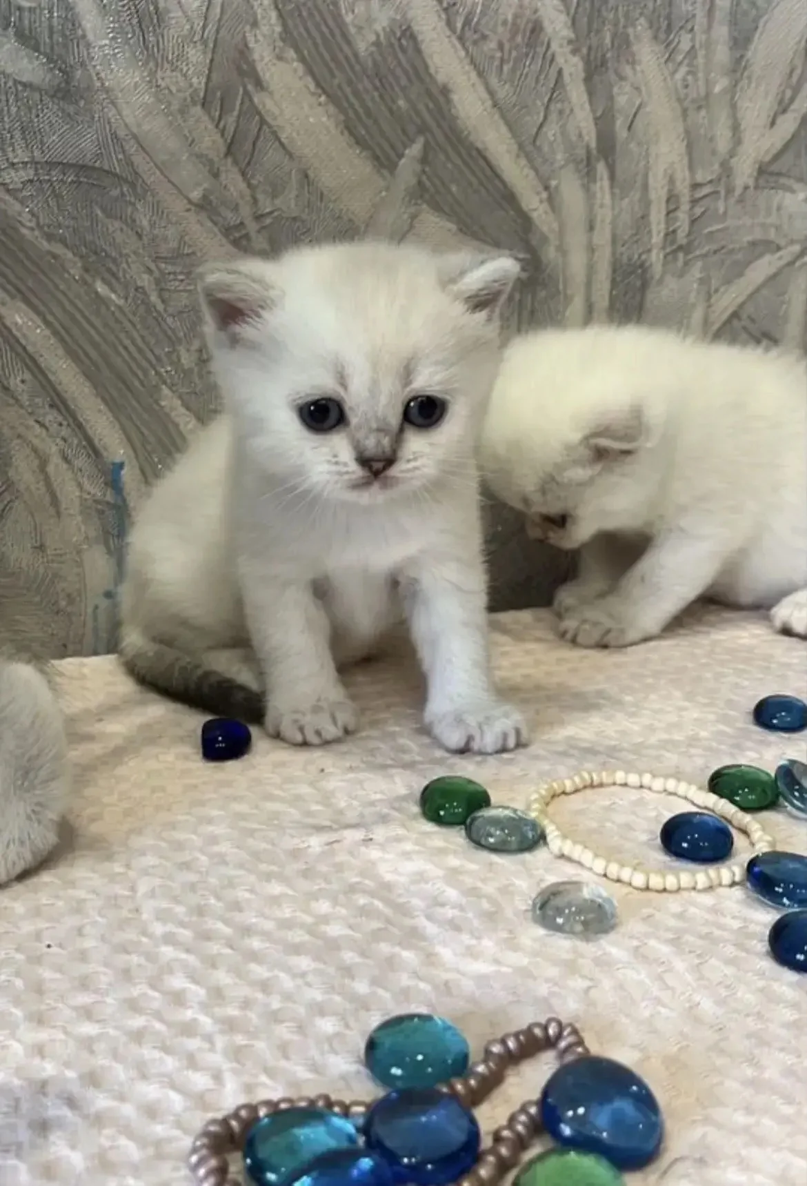 шотландские котята - миниатюра 3