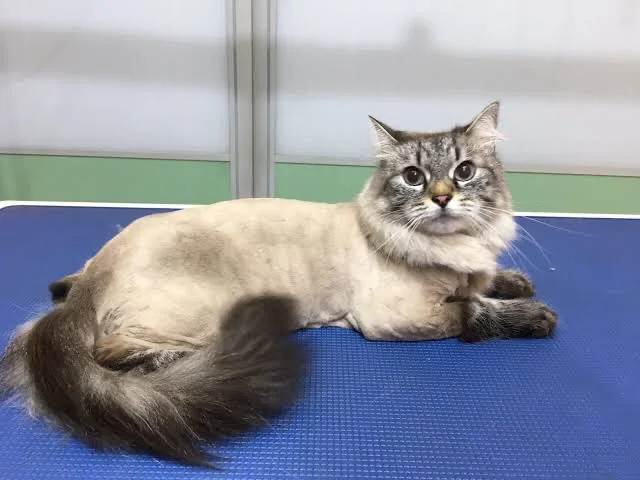 Стрижка кошек и собак - изображение 1
