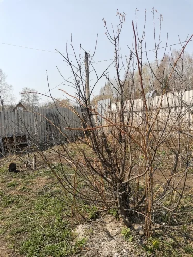 Продам большую Дачу! - миниатюра 10