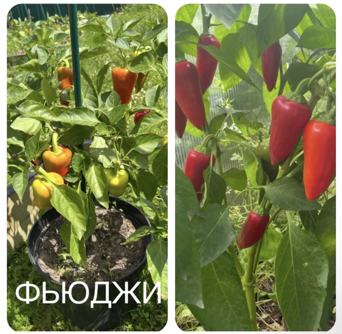 Рассада овощей для дома и дачи - миниатюра 5