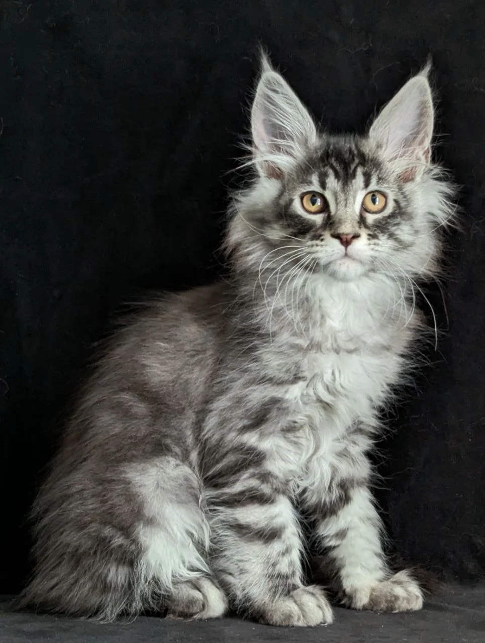Котенок Мейн Кун мальчик - миниатюра 2