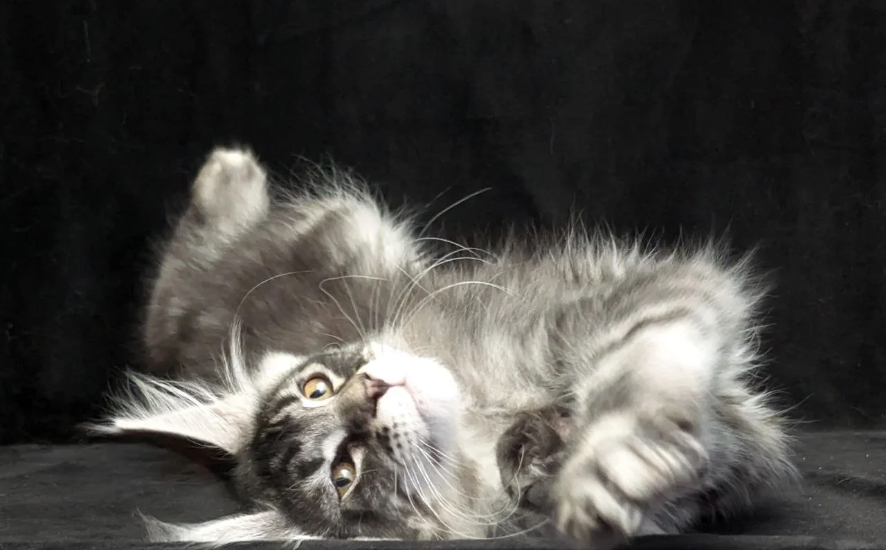 Котенок Мейн Кун мальчик - миниатюра 3