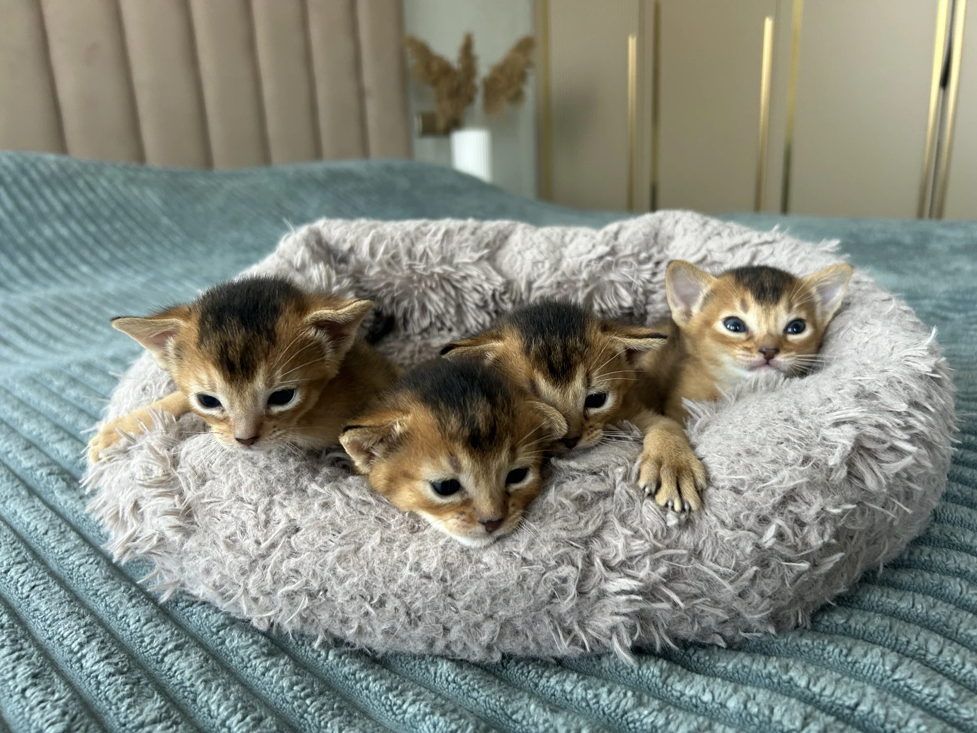 Абиссинские котята - миниатюра 4