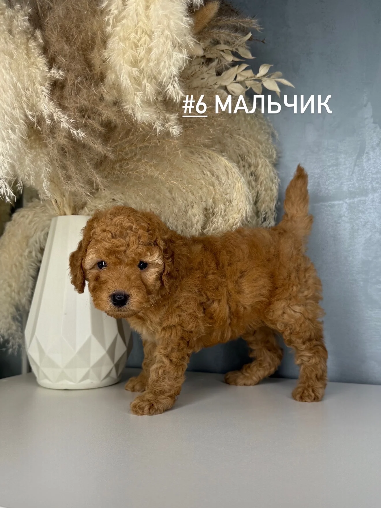 Той пудель - изображение 1