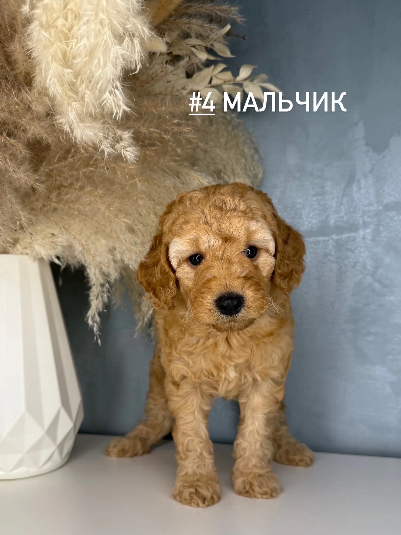 Той пудель - миниатюра 2