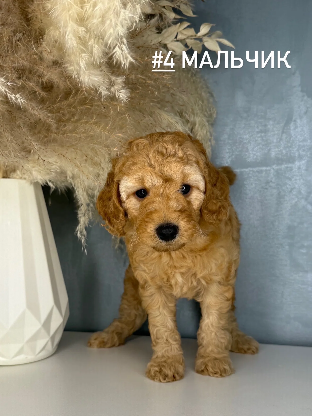 Той пудель - миниатюра 3