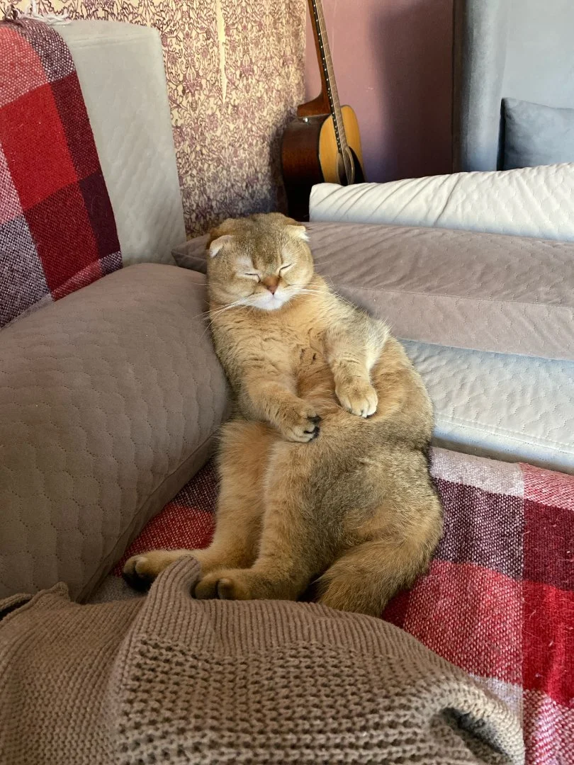 Передержка кошек - миниатюра 2