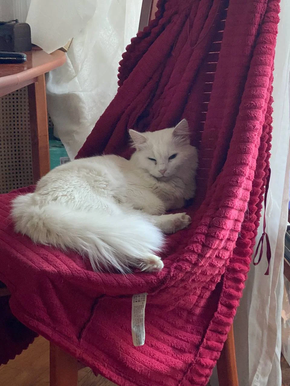 Передержка кошек - миниатюра 3