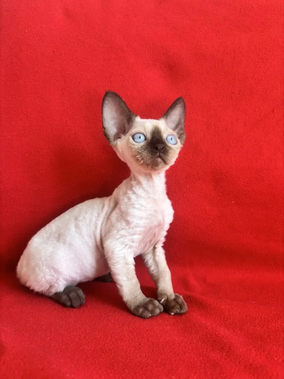Котята Девон Рекс - миниатюра 3