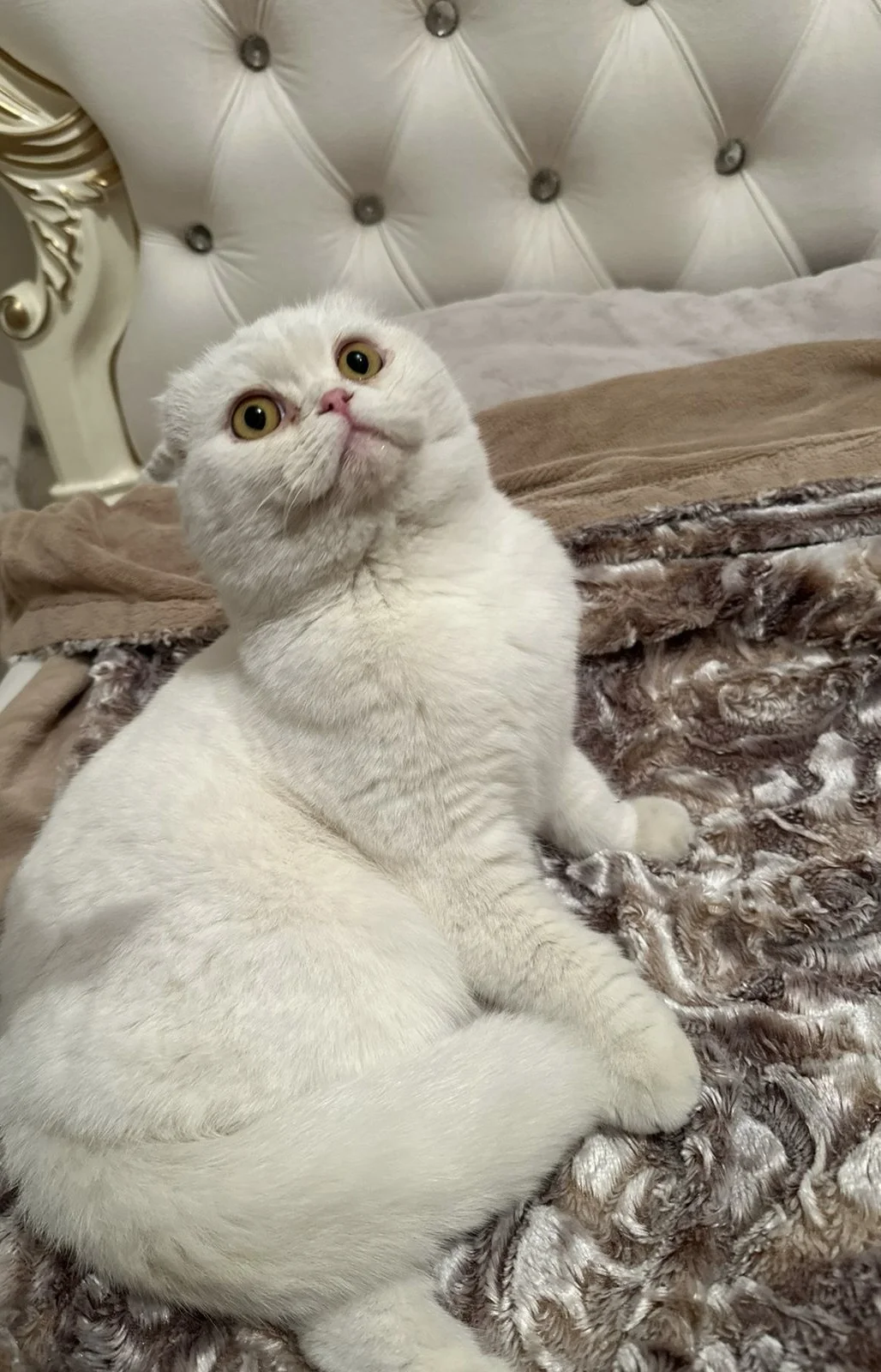 Шотландская вислоухая кошка - изображение 1