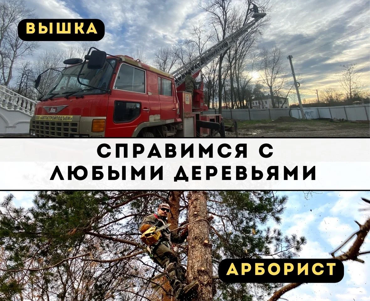 Расчистка участка спил деревьев измельчитель веток - миниатюра 7