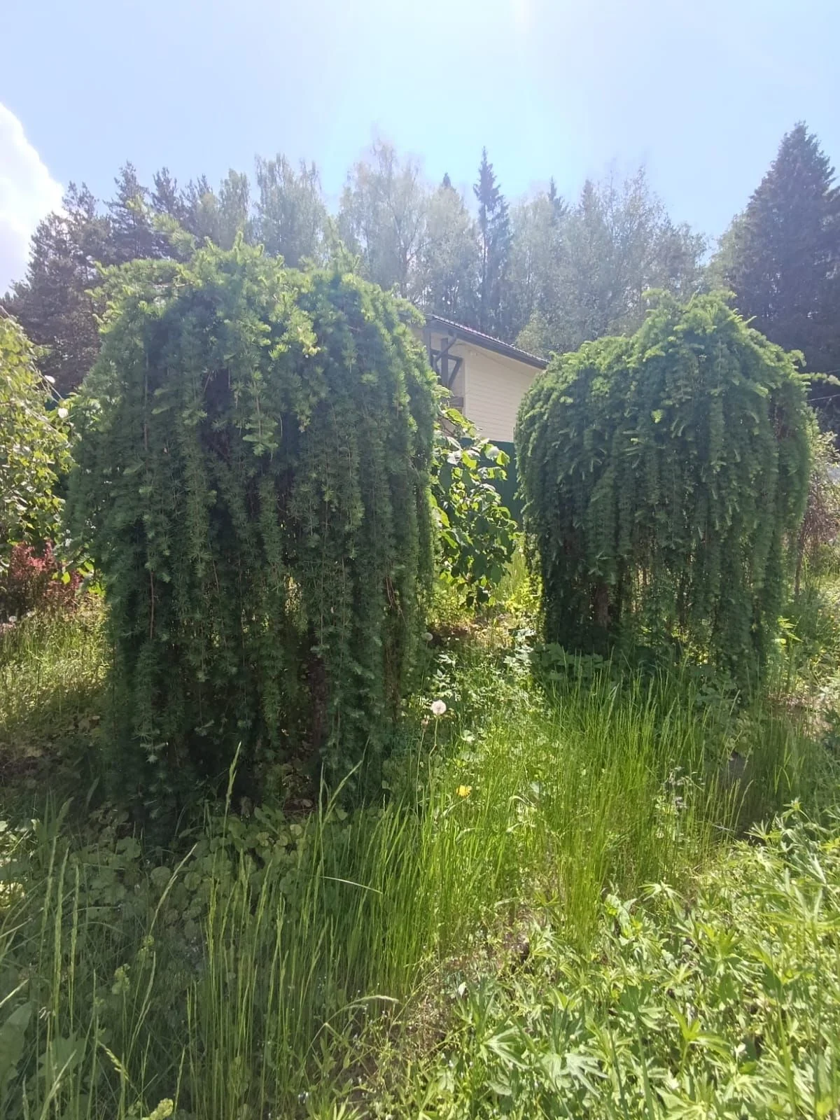 Продаю дачу - миниатюра 35