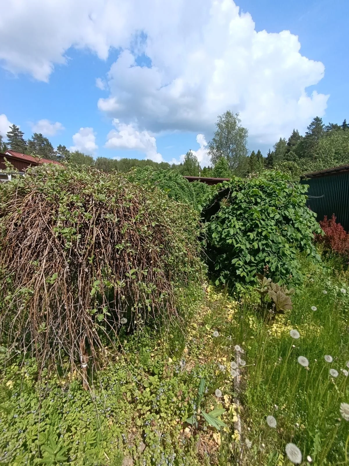 Продаю дачу - миниатюра 39