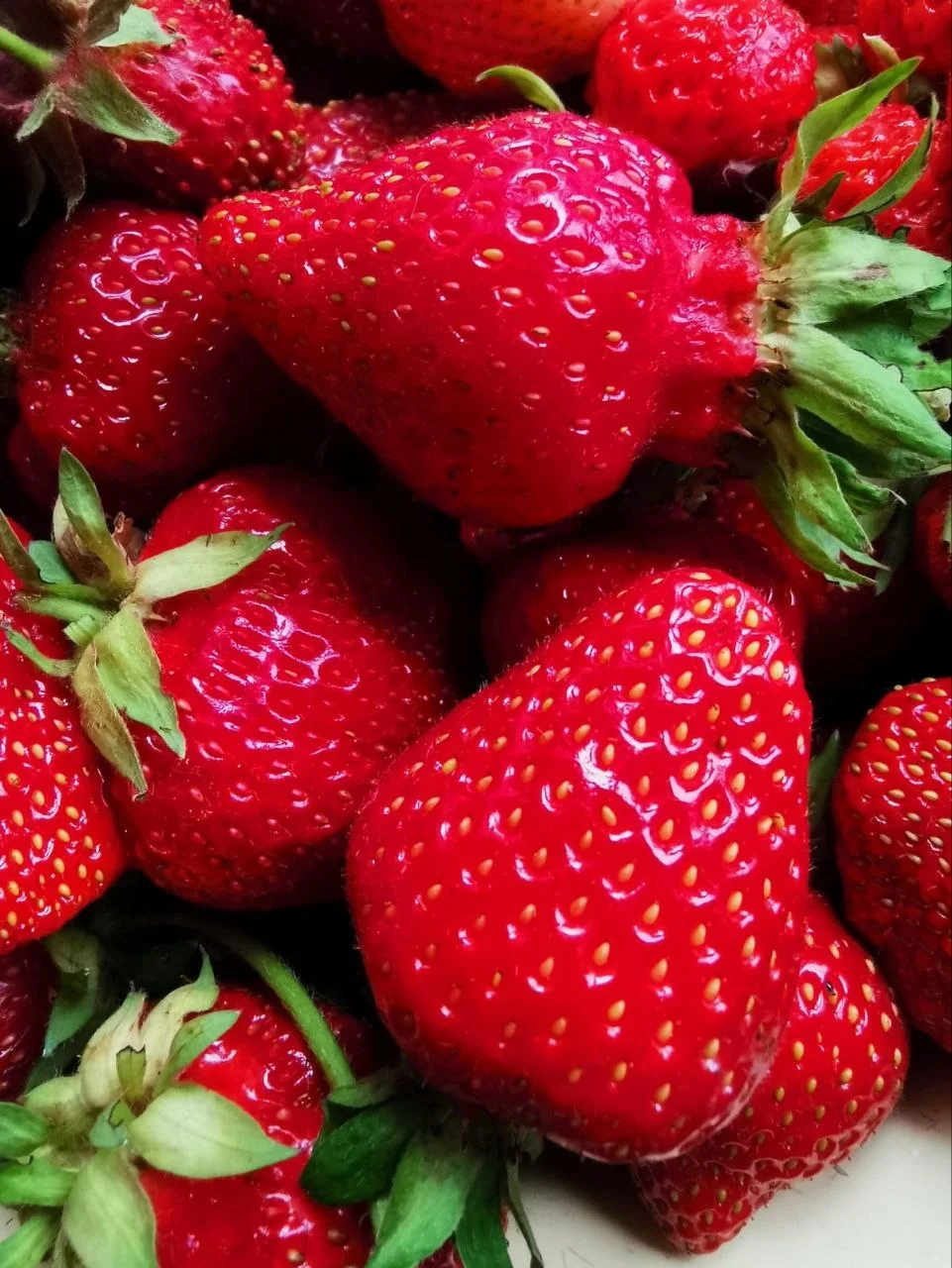 🌱 Крепкая рассада для богатого урожая! 🌱 - изображение 1