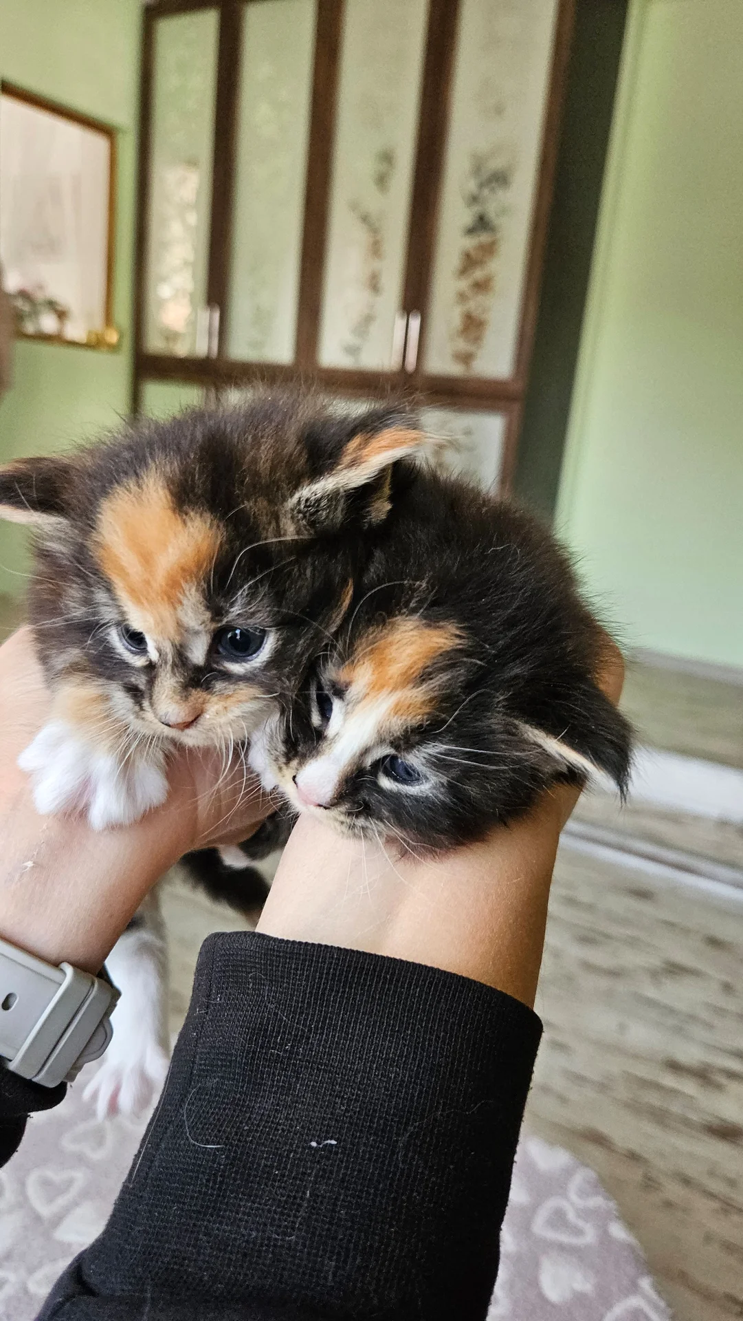 Котята мей-кун - миниатюра 3