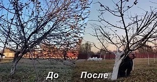 Обрезка плодовых деревьев - миниатюра 2