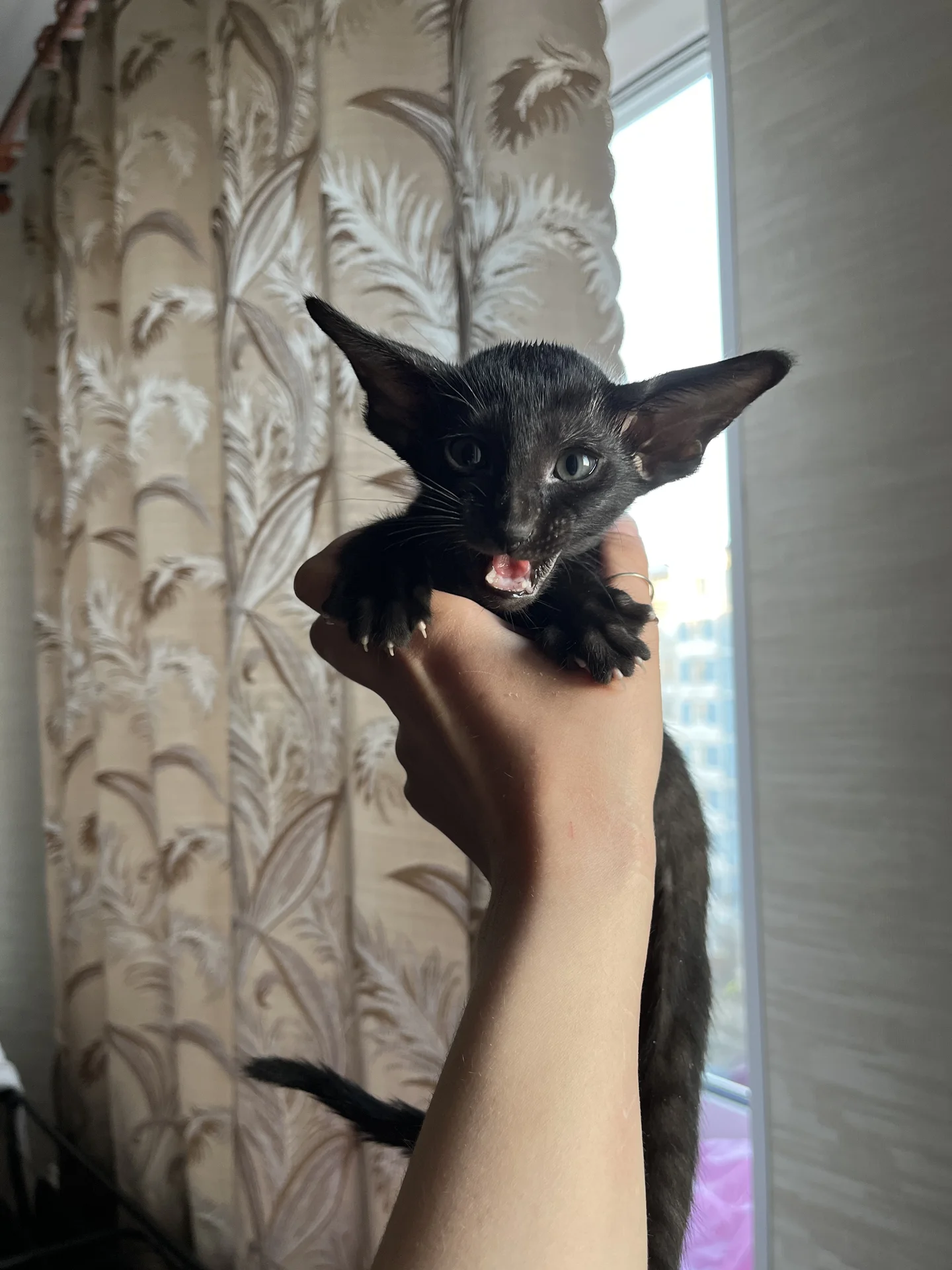 ориентальные котята - изображение 1