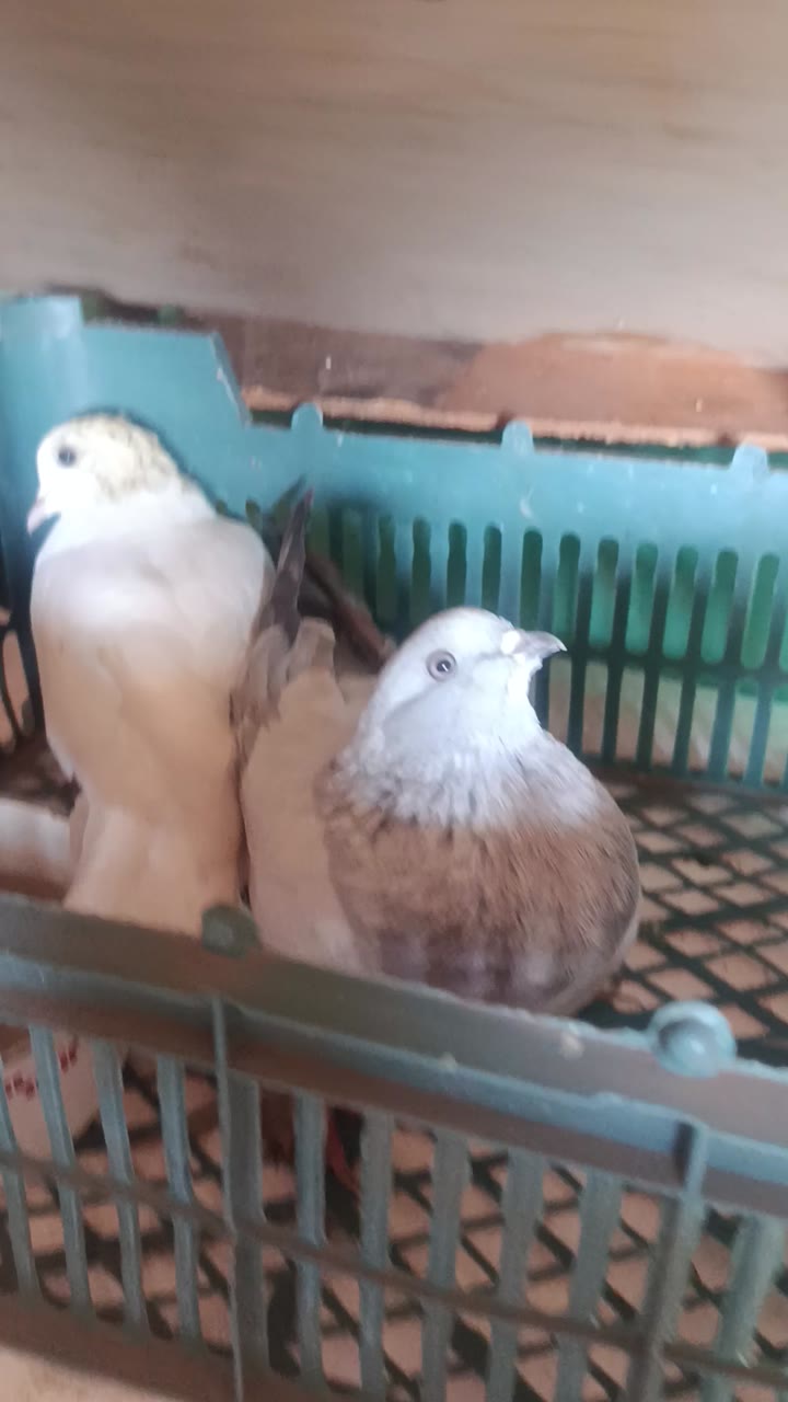 Голуби домашние - видео 1